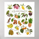 Search for philippine posters Tropical