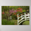 Search for rhododendron posters Azalea