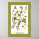 Search for viola posters Vintage