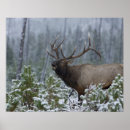 Search for bugle posters Bull