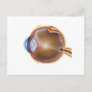 Search for human eye postcards Retinal artery