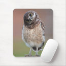 Search for burrowing mouse mats Bird