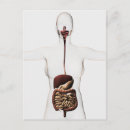 Search for digestion postcards Medical