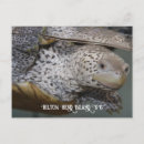 Search for terrapin postcards Turtle