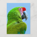 Search for ara postcards Animal