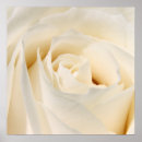 Search for soft rose posters Nature