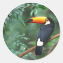 Search for cute toucan stickers Animals