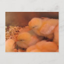 Search for spring chicken postcards Farm