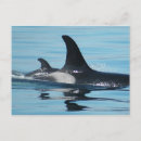 Search for killer horizontal postcards Baby