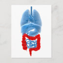 Search for large image postcards Liver