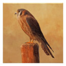 Search for kestrel art Bird
