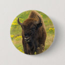 Search for bison badges Animal