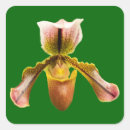 Search for yellow orchid stickers Nature