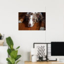 Search for merle posters Aussie