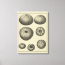Search for sand dollar art Ocean