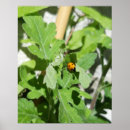 Search for ladybirds posters Plant