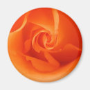 Search for smells photography Roses