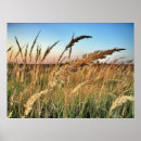 Search for oats art Sunset