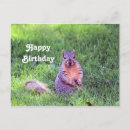 Search for gray squirrel cards Cute
