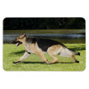 Search for gsd magnets Pets