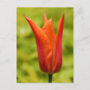 Search for droplets postcards Floral