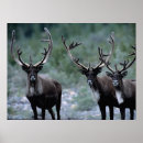 Search for greg posters Wildlife