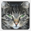 Search for grumpy cat stickers Kitten