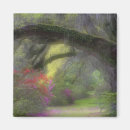 Search for oak tree magnets Nobody