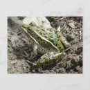 Search for leopard frog Amphibian