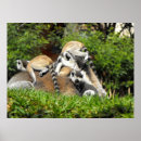 Search for ring tailed lemur posters Lemurs