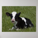 Search for bovine posters Cute