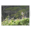 Search for chirps Animal