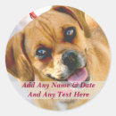 Search for dog photo stickers Picture