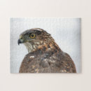 Search for hawk photography Bird of prey