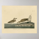 Search for plover posters Bird