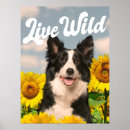 Search for border collie posters Canine