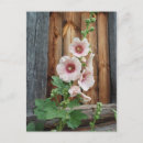 Search for mallow postcards Floral