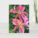 Search for stargazer Lilies