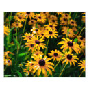 Search for rudbeckia posters Summer