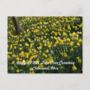 Search for yellow daffodil postcards Narcissus
