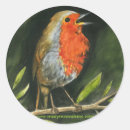 Search for european robin stickers Bird