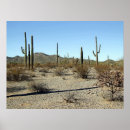 Search for sonoran posters Cactus