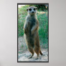 Search for meerkat gifts Suricata