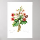 Search for primula posters Vintage