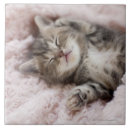Search for sleeping tiles Animals