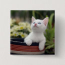 Search for focus on foreground badges Baby animals