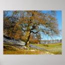 Search for cold season posters Trees