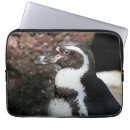 Search for penguins on electronics Animal