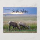 Search for horned postcards Animals