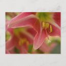 Search for belladonna postcards Flowers